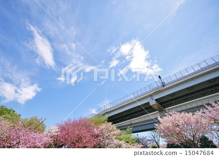 Cherry blossoms at urban agricultural park Cherry blossoms at urban agricultural park 15047684