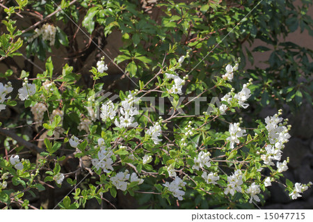 Ryukyu Bai flower 15047715