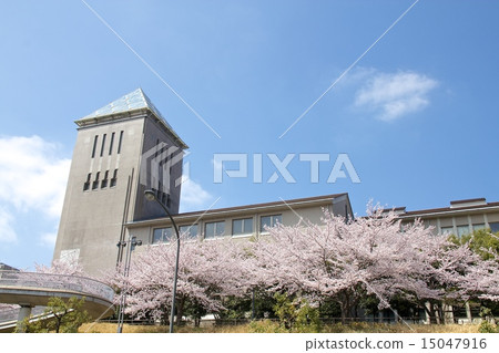 Cherry blossoms at Minamiosawa 15047916
