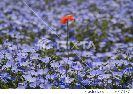 Nemophila 和紅色的花朵 Nemophila 和紅色的花朵 15047987