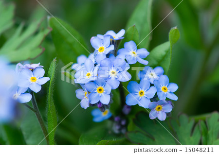 忘了草（Wasenagusa） 15048211