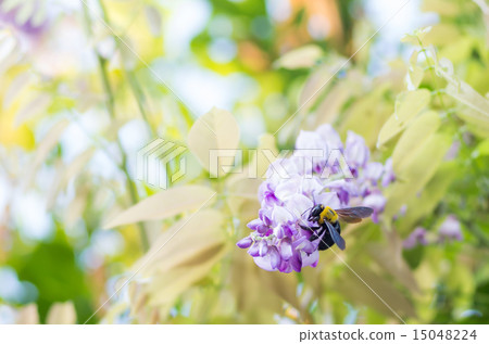 扶餘的花和熊 15048224