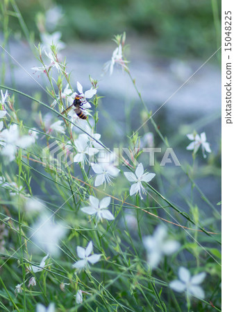 Gowra和一隻蜜蜂 15048225