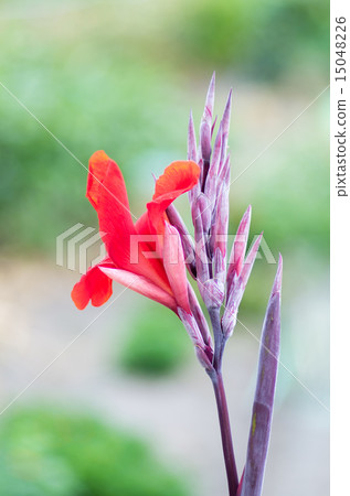 Red canna 15048226