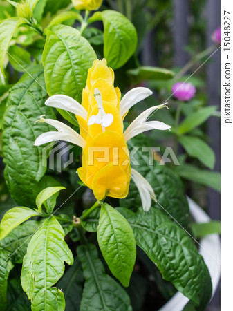 Pakistakis Pakistakis 15048227