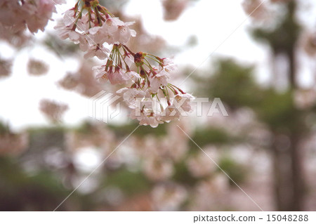 Cherry blossoms and rain 15048288