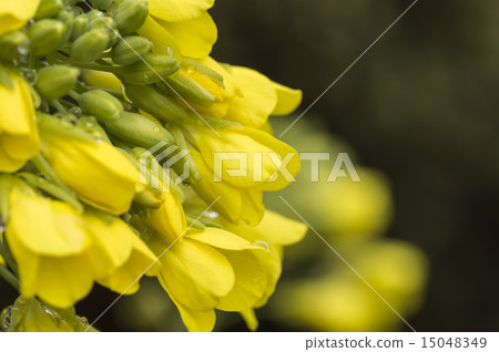 Rape blossoms 15048349