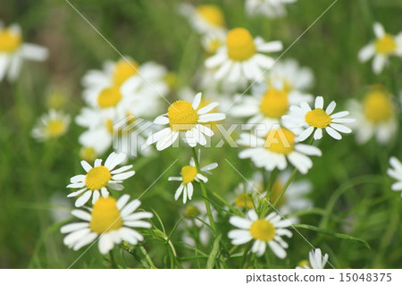 Chamomile Chamomile 15048375