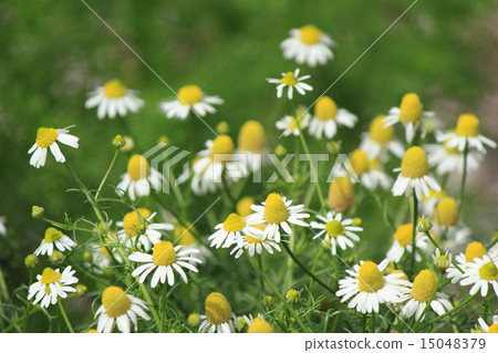 Chamomile 15048379