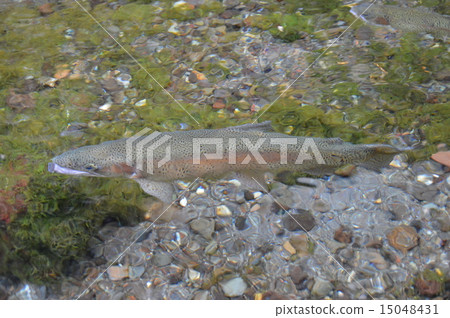 Rainbow trout to swim (Wakudama pond · Asama Shrine / Shizuoka prefecture Fujinomiya Munyomicho 1-1) 15048431
