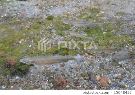 Rainbow trout to swim (Wakudama pond · Asama Shrine / Shizuoka prefecture Fujinomiya Munyomicho 1-1) 15048432