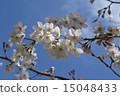 Cherry blossoms in fine weather 15048433