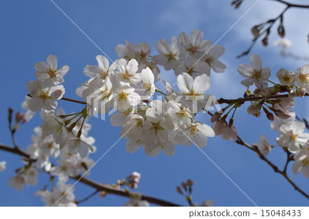 天氣晴朗時櫻花盛開 15048433