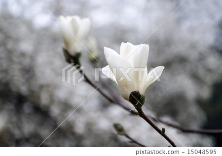 magnolia tree blossom 15048595