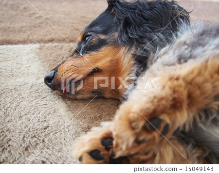 Good night miniature dachs Good night miniature dachs 15049143