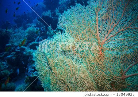 Giant fan (gorgonian) in the current Giant fan (gorgonian) in the current 15049923