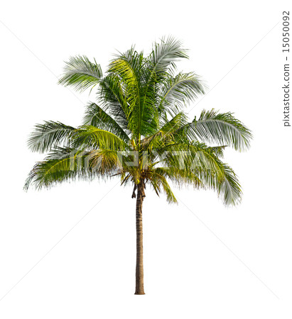 Coconut palm trees isolated on a white background 15050092