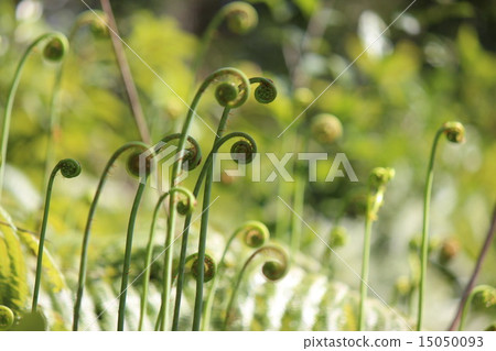 Spring 15050093