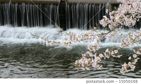 櫻花 櫻花 15050108