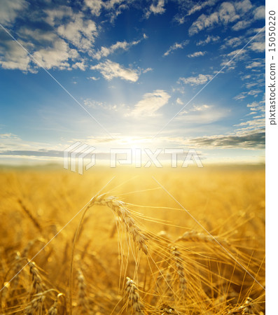 field with gold ears of wheat in sunset field with gold ears of wheat in sunset 15050220