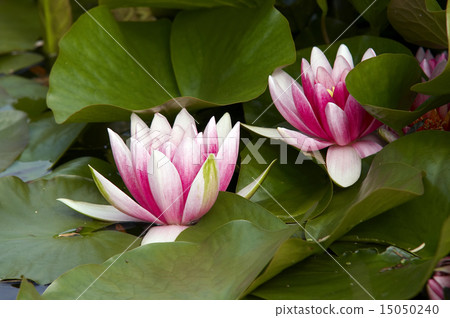 waterlily 15050240
