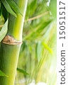Bamboo forest background 15051517