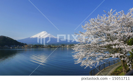 Mt. Fuji and cherry blossoms at Kawaguchiko 15051711