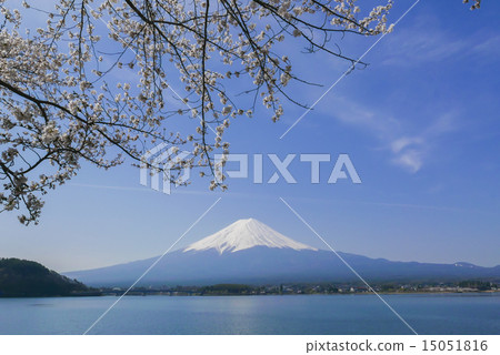 在河口湖的富士山和櫻花 15051816