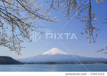 在河口湖的富士山和櫻花 15051818