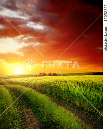 red sunset over rural road near green field red sunset over rural road near green field 15052325