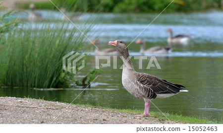 Greylag goose drake 15052463