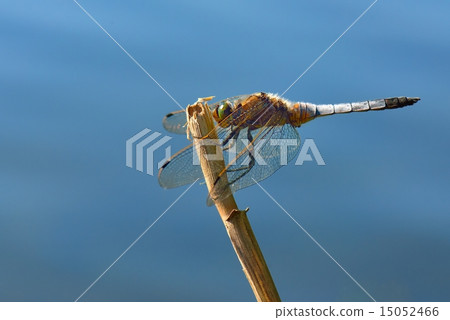 Dragonfly - Broad-bodied Chaser Dragonfly - Broad-bodied Chaser 15052466