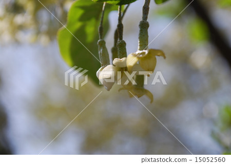Natuzumi花 15052560