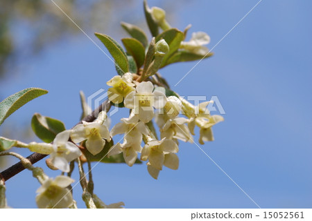Natuzumi花 15052561