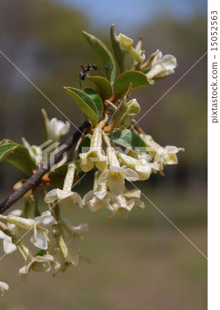 Natuzumi花 Natuzumi花 15052563