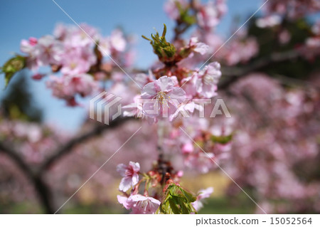 Oyama Sakura Oya Mamara Oyama Sakura Oya Mamara 15052564