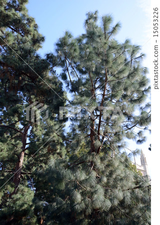 America Los Angeles UCLA 15053226