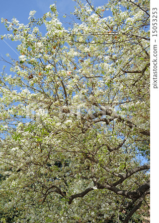 America Los Angeles UCLA 15053253