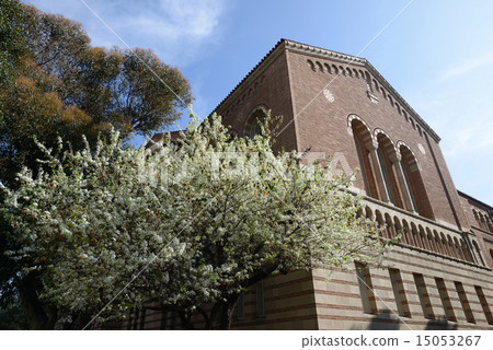 America Los Angeles UCLA 15053267