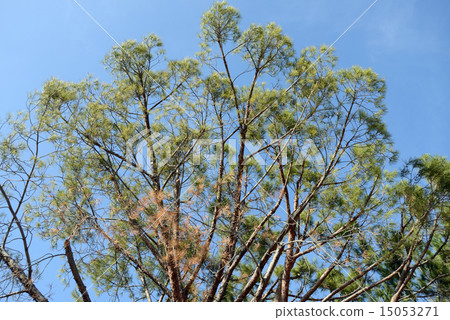 America Los Angeles UCLA 15053271