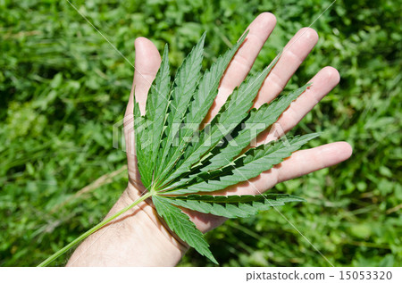 Green leaf of marijuana in a hand Green leaf of marijuana in a hand 15053320