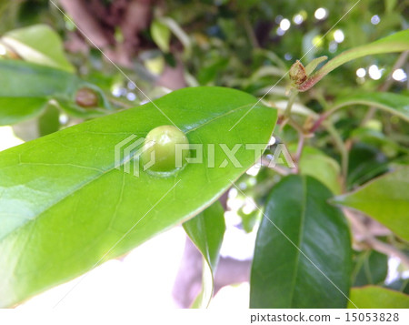 Aphids goby Aphids goby 15053828
