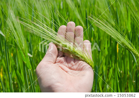 green barley in hand 15053862