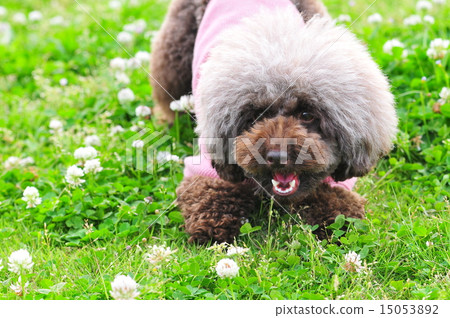 Toy poodle white rose 15053892