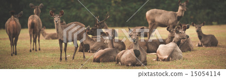 Sambar deers. Panorama 15054114
