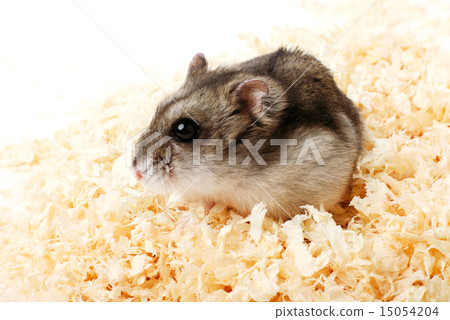 Djungarian hamster in sawdust 15054204