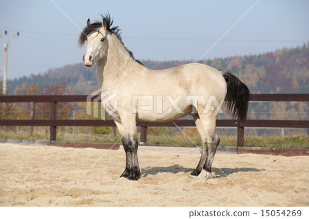 Amazing welsh cob stallion with black hair 15054269