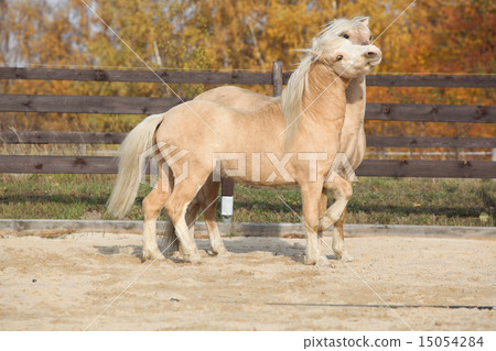 Two amazing stallions playing together Two amazing stallions playing together 15054284