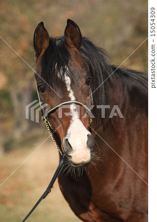 Beautiful brown arabian horse with show halter 15054309