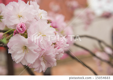 Mint morning sakura walk through Mint morning sakura walk through 15054683